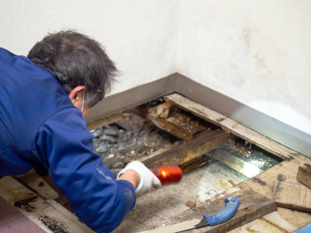 Best Preventive Mold Services in Compton, CA