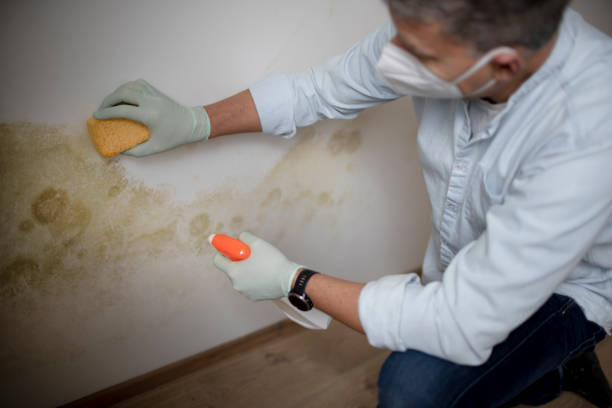Best Emergency Mold Remediation in Compton, CA