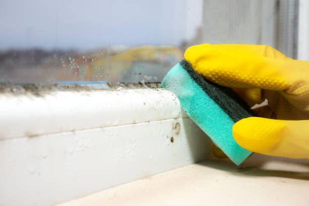 Best DIY Mold Remediation Support Services in Compton, CA