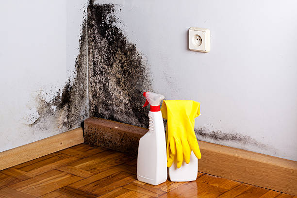 Best Localized Mold Remediation (e.g., coastal areas, humid climates) in Compton, CA