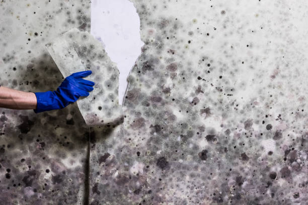 Best Industrial Mold Remediation in Compton, CA