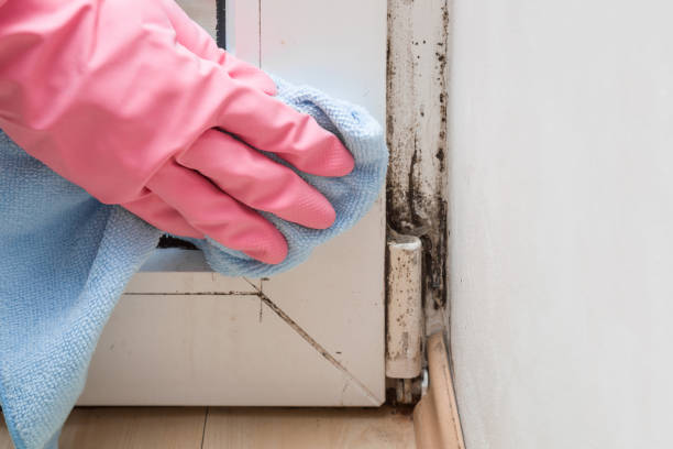 Best Post-Flood Mold Remediation in Compton, CA