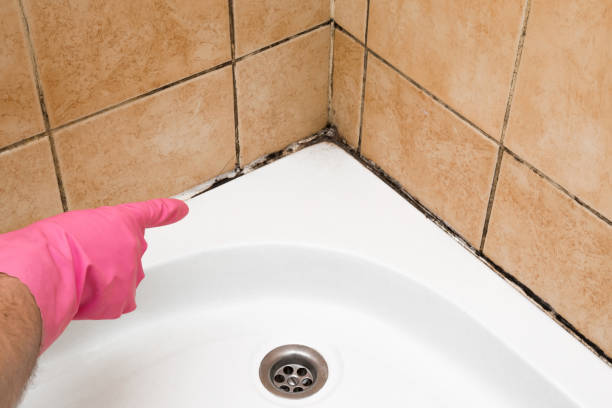Best Black Mold Remediation in Compton, CA
